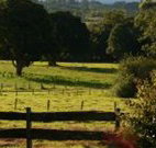 Pines on the Plateau - Accommodation BNB
