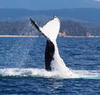 Snug Cove Bed and Breakfast - Accommodation BNB