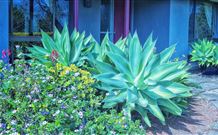 Jerrys Plains NSW Accommodation BNB