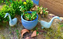 The Pines Pastoral - Accommodation BNB 5