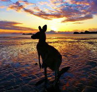 Cape Hillsborough Nature Tourist Park - Accommodation BNB