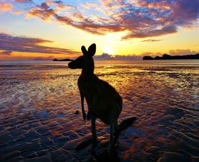 Cape Hillsborough Nature Tourist Park - Accommodation BNB 0