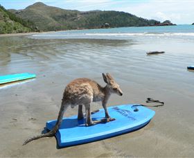 Cape Hillsborough Nature Tourist Park - Accommodation BNB 3
