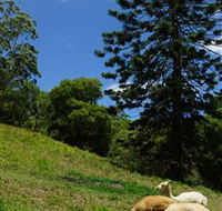 Wattle Gully Retreat - Accommodation BNB