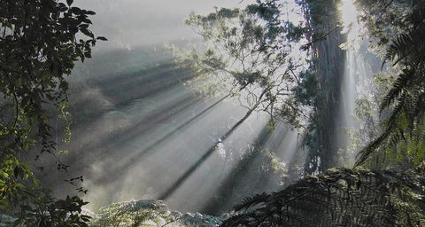 Eastern Dandenong Ranges Visitor Information Centre - Accommodation BNB 5