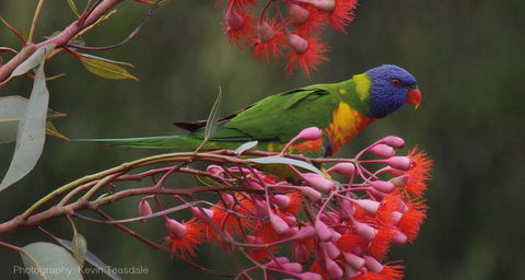 Eastern Dandenong Ranges Visitor Information Centre - Accommodation BNB 16
