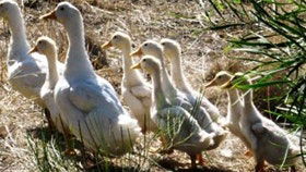 Duck Duck Goose Bed And Breakfast - Accommodation BNB 0