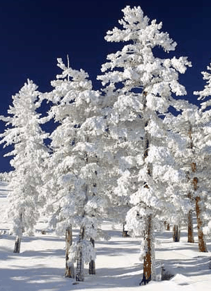 Mt Buller Apartment Management Services - Accommodation BNB