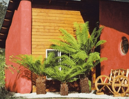 Whispering Spirit Cottage  Miniature Pony Stud - Accommodation BNB