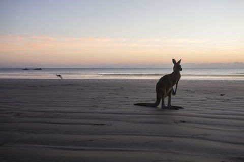 Cape Hillsborough National Park Camping Ground - Accommodation BNB 2