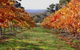 Candlebark Retreat - thumb 2