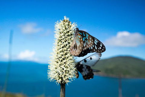 Keswick Island Camping And Glamping - Accommodation BNB 7