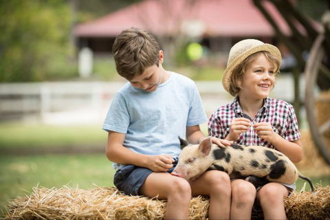 Paradise Country Farmstay - Accommodation BNB 8