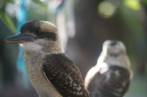 Takarakka Bush Resort Carnarvon Gorge - Accommodation BNB 5