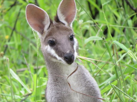 Takarakka Bush Resort Carnarvon Gorge - Accommodation BNB 8
