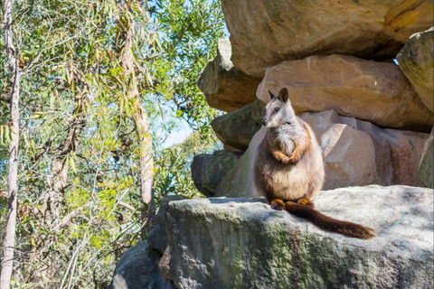 Waterfall Springs Retreat And Wildlife Sanctuary - Accommodation BNB 9