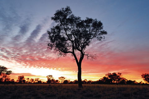 Cunnamulla Tourist Park - Accommodation BNB 3