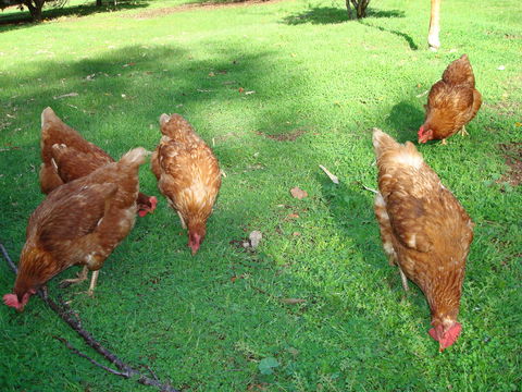Margaret River Chalets - Accommodation BNB 3