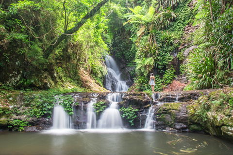 O'Reilly's Rainforest Retreat - Accommodation BNB 0