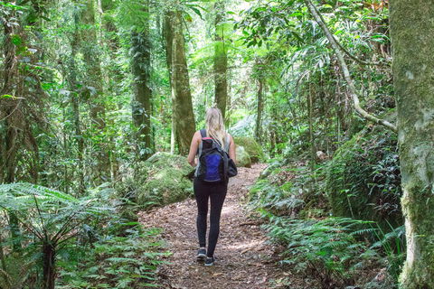 O'Reilly's Rainforest Retreat - Accommodation BNB 5