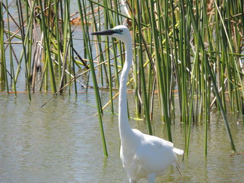 PS Federal Retreat Goolwa - Accommodation BNB 6