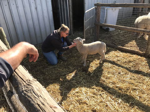 Tarnasey Farm - Schilling's Shack - Accommodation BNB 6