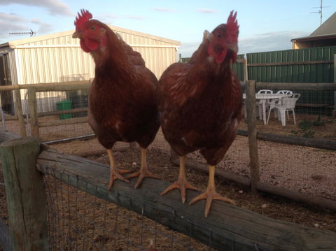 Tarnasey Farm - Schilling's Shack - Accommodation BNB 7