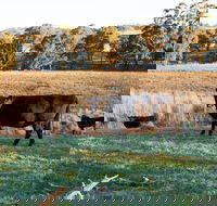 Lone Pine Homestead - Accommodation BNB