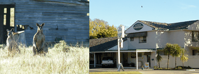 Acacia Motor Inn - thumb 5