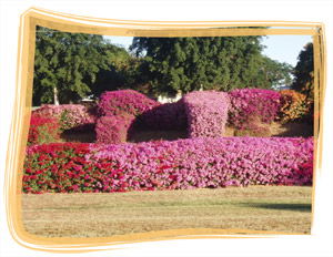 Capricorn Holiday Park - Accommodation BNB 3