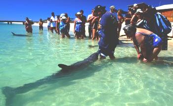 Shark Bay Caravan Park - Accommodation BNB 1
