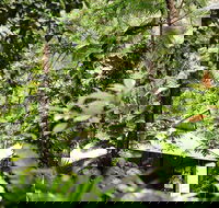 Daintree Ecolodge - Accommodation BNB