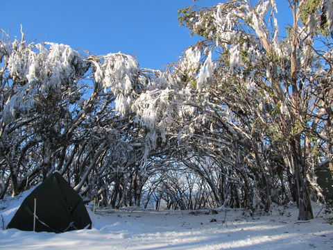 Mt Stirling Alpine Winter Camp - Accommodation BNB 2
