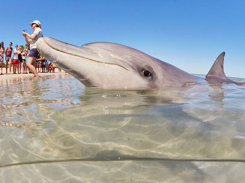 RAC Monkey Mia Dolphin Resort - Accommodation BNB 2