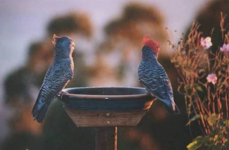 Lyrebird Cottages - Accommodation BNB 2