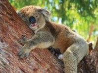 The Kosy Koala - Accommodation BNB 3
