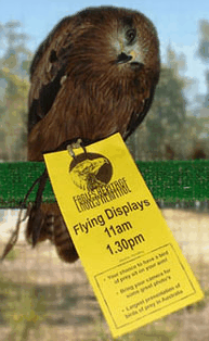 Eagles Heritage Raptor Wildlife Centre - Accommodation BNB 1