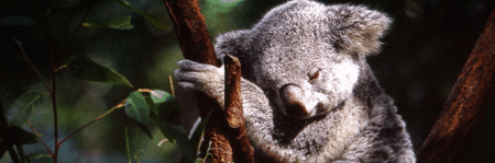 Koala and River Cruise by Mirimar Cruises - Accommodation BNB