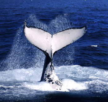 Brisbane Whale Watching - Accommodation BNB