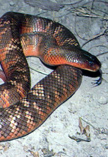 Armadale Reptile & Wildlife Centre - Accommodation BNB 0