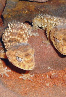 Armadale Reptile & Wildlife Centre - Accommodation BNB 1