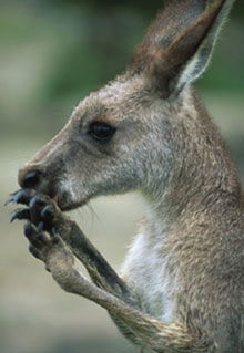 Armadale Reptile & Wildlife Centre - Accommodation BNB 2