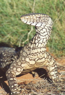 Armadale Reptile & Wildlife Centre - Accommodation BNB 3