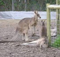 Jirrahlinga Koala  Wildlife Sanctuary - Accommodation BNB