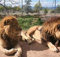 Mansfield Zoo - Accommodation BNB