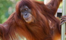 Melbourne Zoo - Accommodation BNB 1