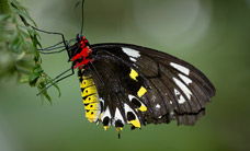 Melbourne Zoo - Accommodation BNB 2