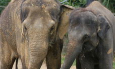Melbourne Zoo - Accommodation BNB 3