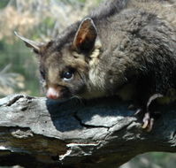 Moonlit Sanctuary Wildlife Conservation Park - Accommodation BNB