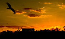 Werribee Open Range Zoo - Accommodation BNB 1